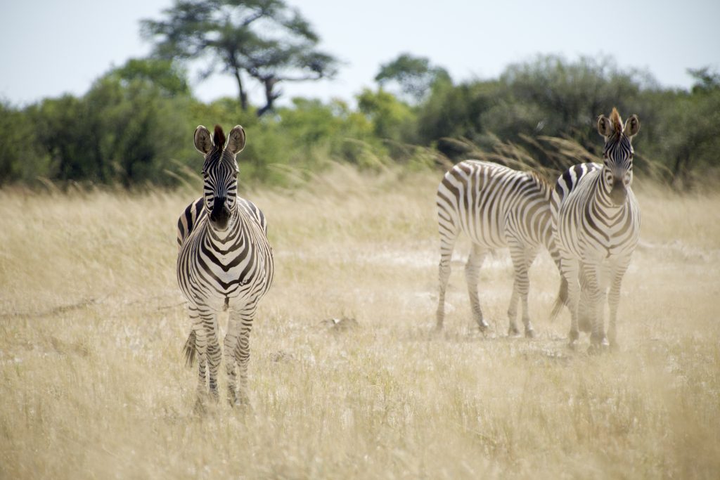 Zèbres Hwange