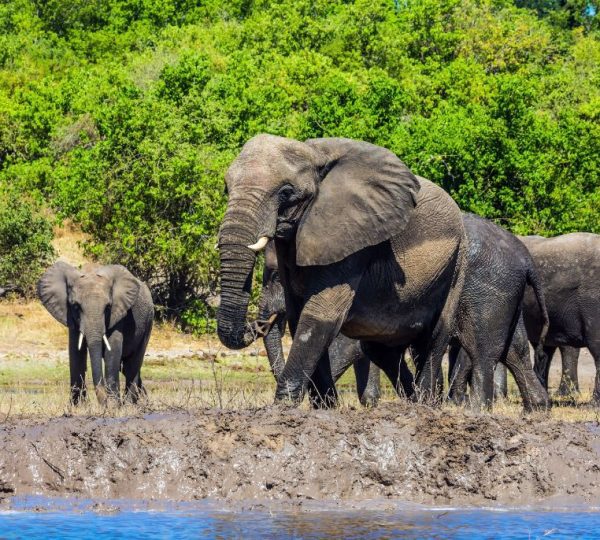 Elephant