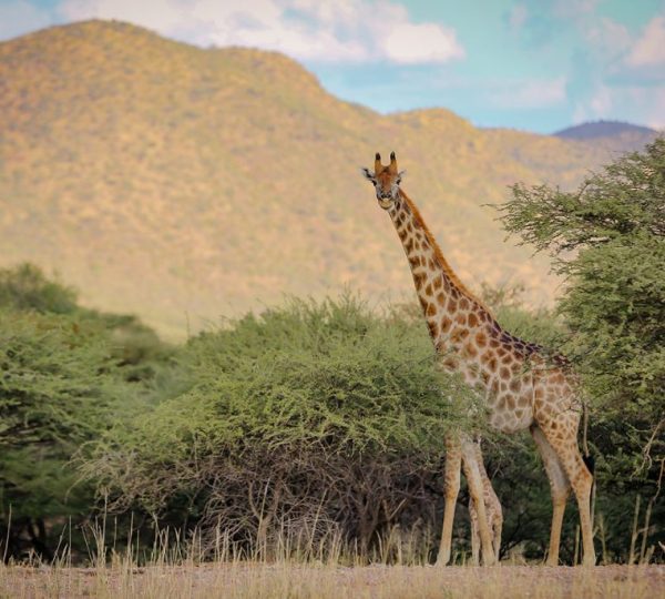 Girafe Namibie