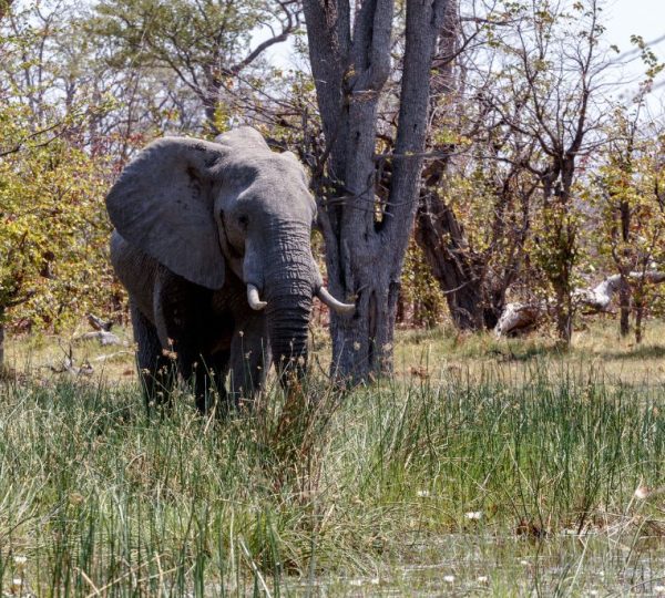 éléphant Botswana