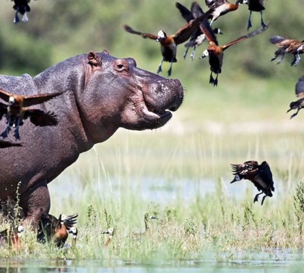 Hippopotame