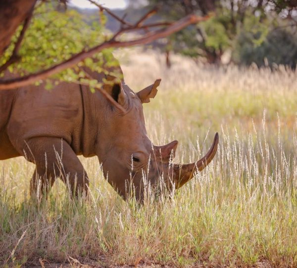rhinocéros Namibie