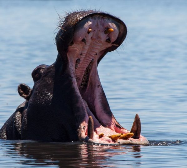 hippopotame Botswana
