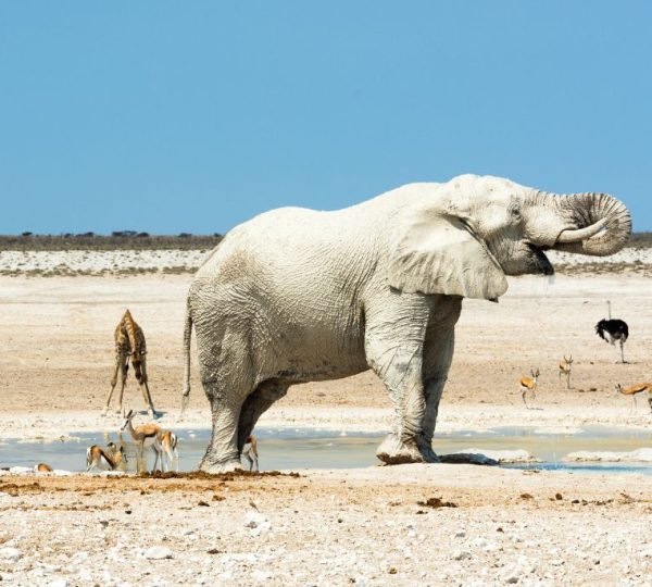 Eléphant Namibie