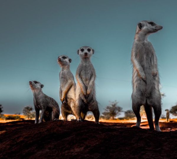 Itinéraire safari Namibie