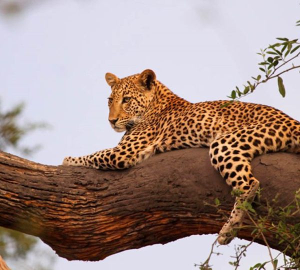 Guépard