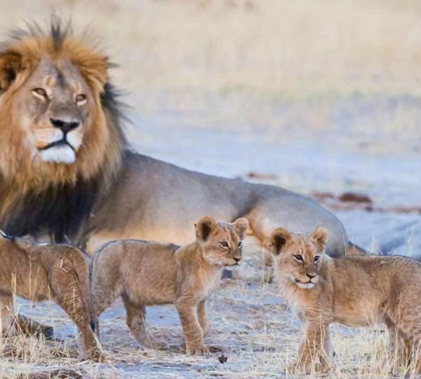 Lion Safari