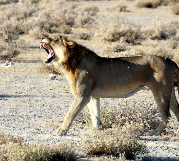 Lion Namibie