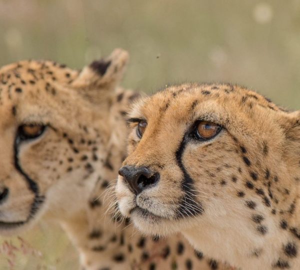 Itinéraire safari Namibie