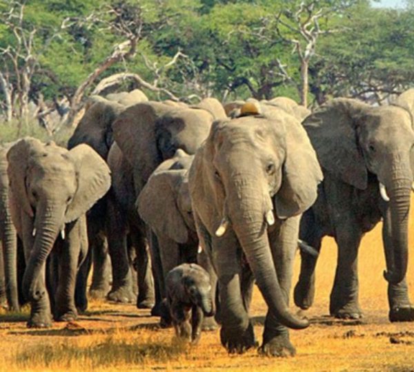 Eléphant Safari