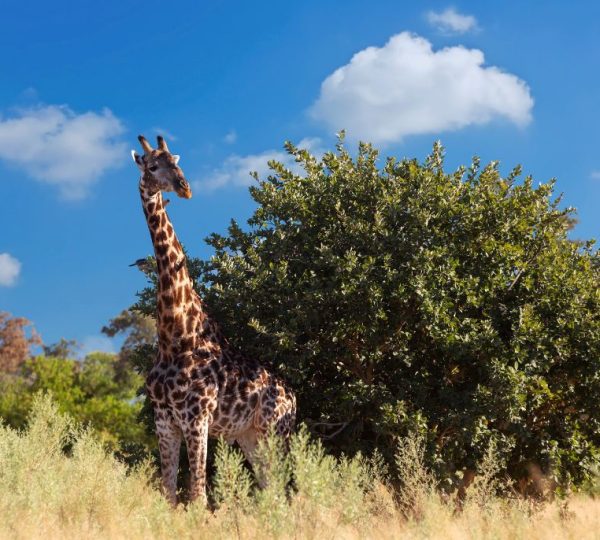 Girafe Namibie
