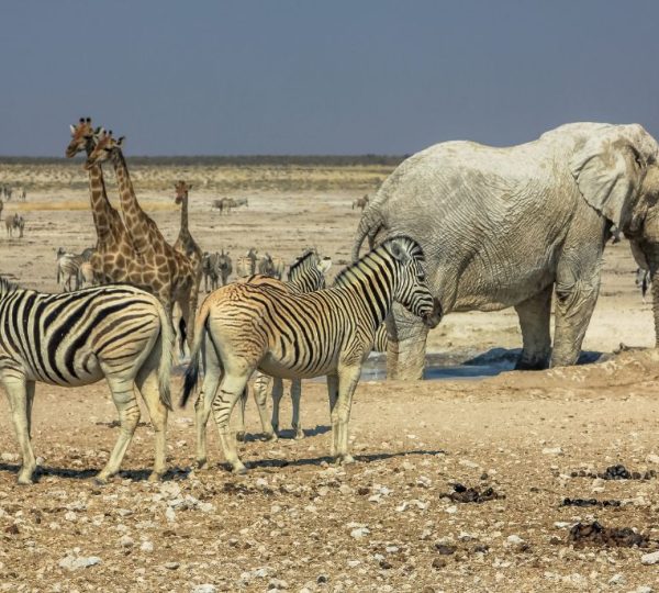 Animaux Itinéraire safari Namibie