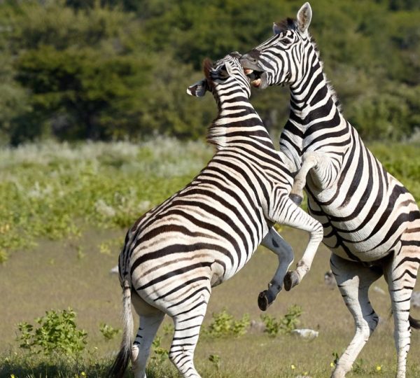 Zèbres Itinéraire safari Namibie
