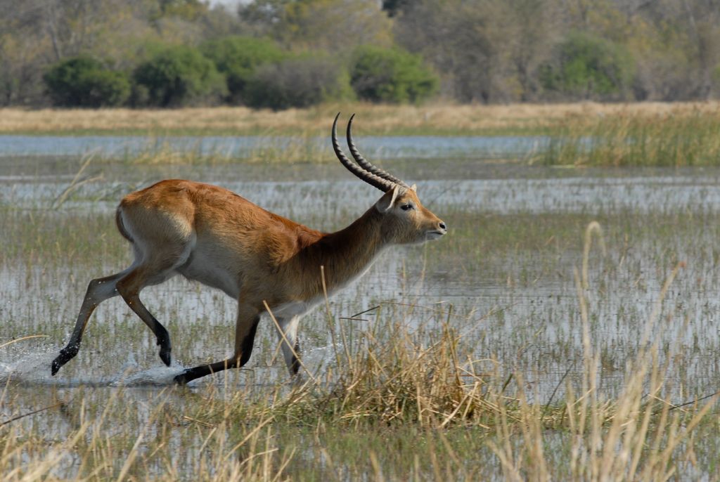 Antilopes Moremi