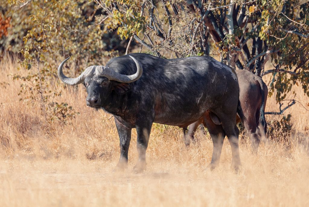 Buffle Moremi