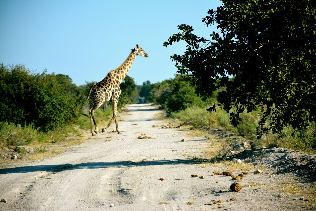 Girafe à Caprivi