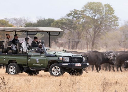safari Amalinda