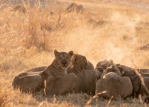Lions