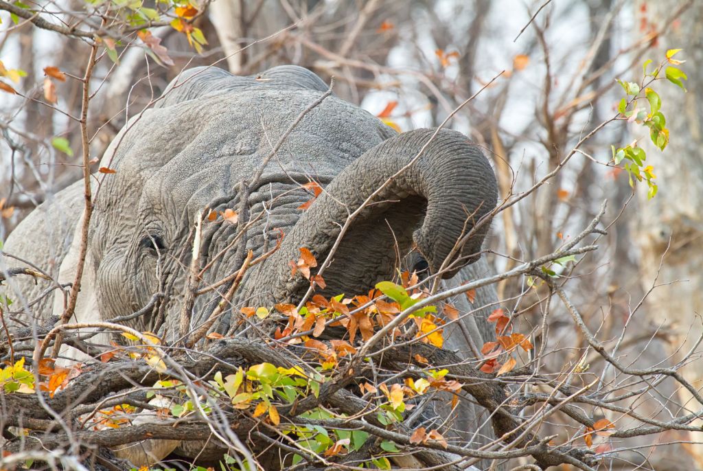 Elephant Moremi