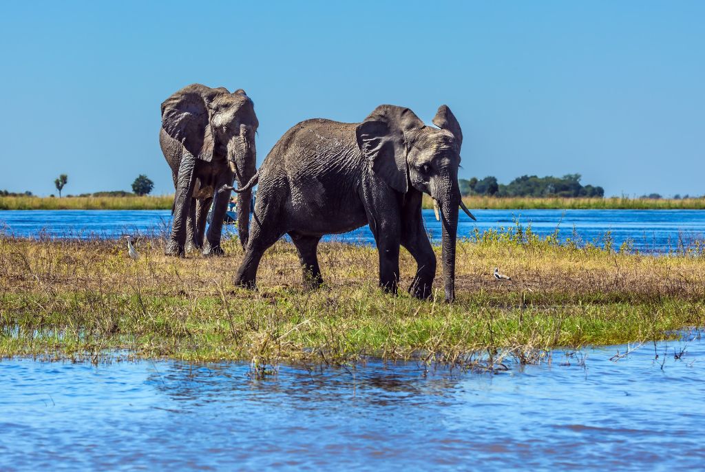 Elephant Savuti