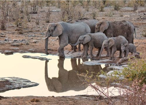 Parc Etosha