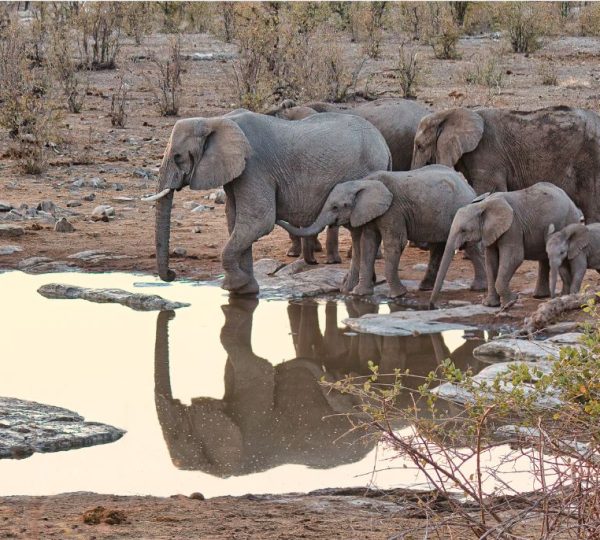 Elephant parc Etosha