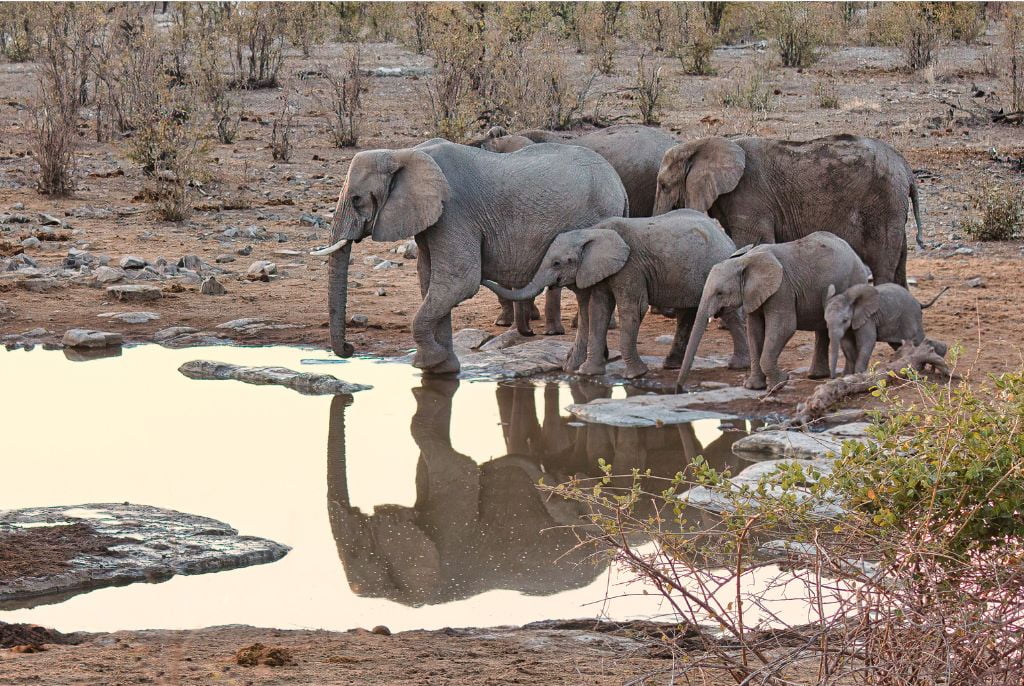 Elephant Etosha