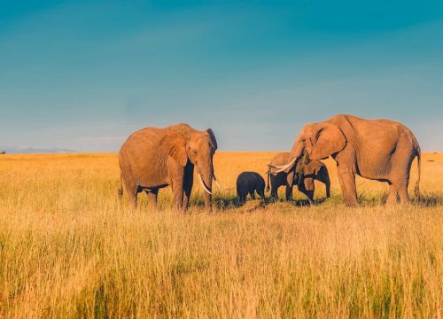 Eléphant