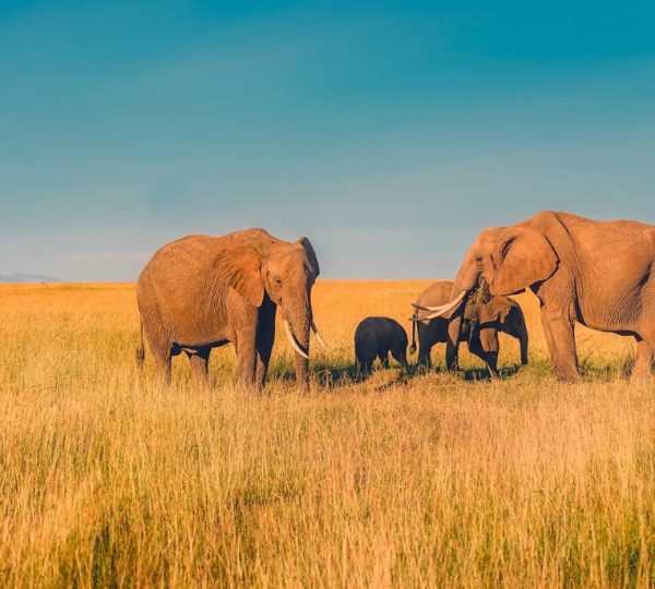 Etosha Eléphant