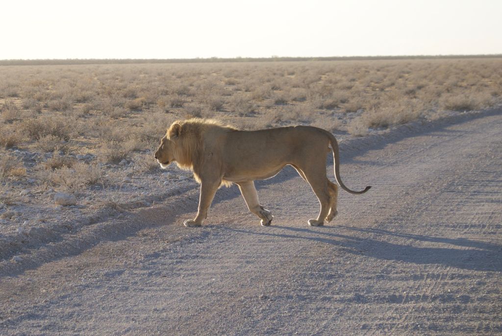 Lion Etosha