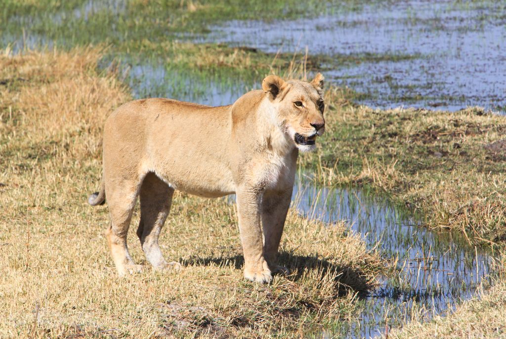 Lion Moremi