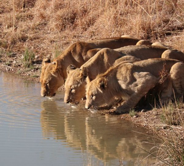 Lion Savuti