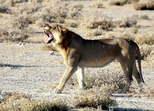 Lion