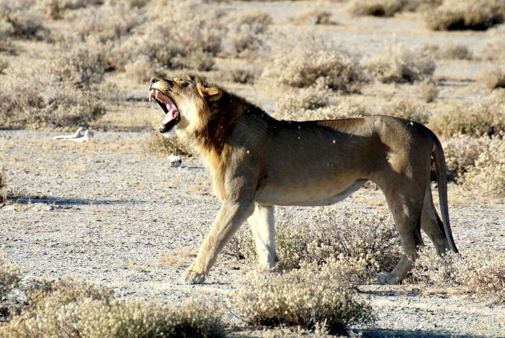 Lion Safari Etosha