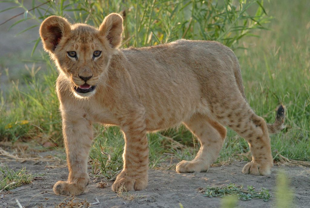 Lionceau Savuti
