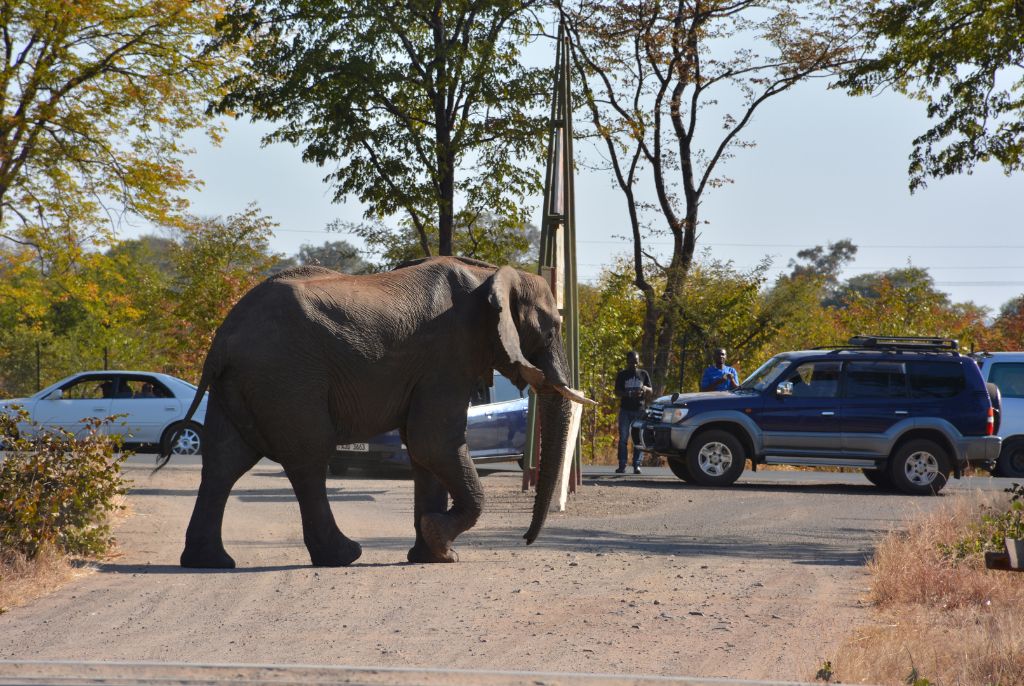 Eléphant dans la ville de Livingstone Zambie