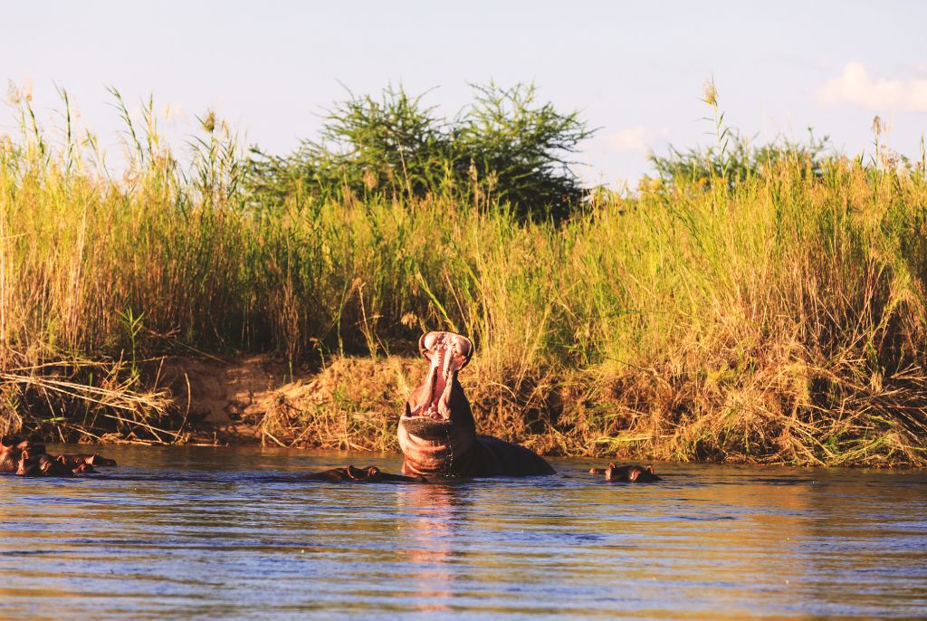 Hippopotame Lower Zambezi