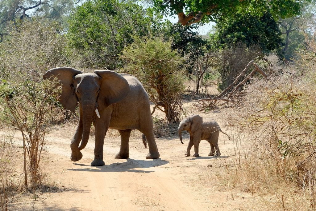 Eléphant au parc Lower Zambezi