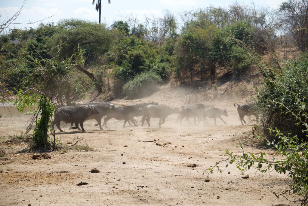 Lower Zambezi
