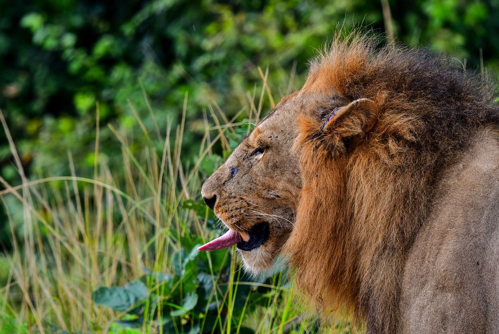 Lion parc Luangwa