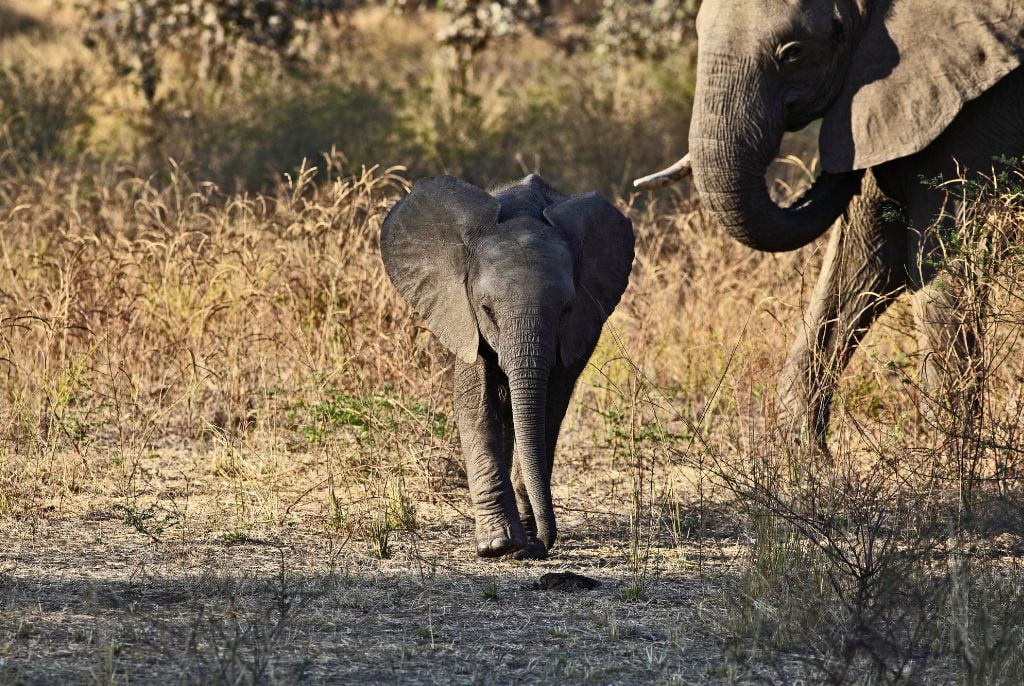 Eléphant parc Luangwa