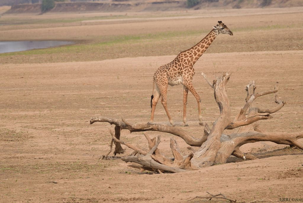 Girafe parc Luangwa