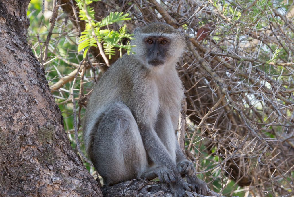 Babouin Parc Kafue