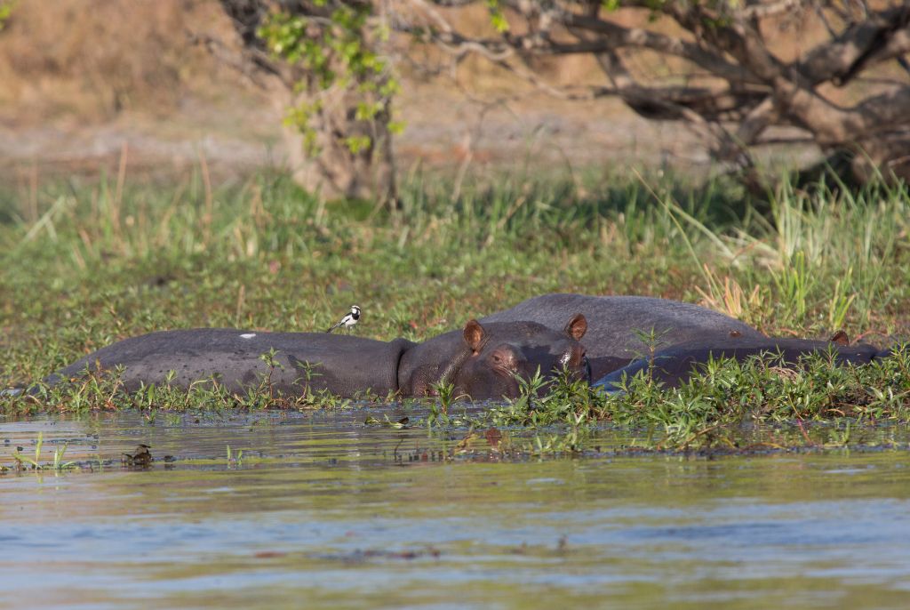 Hippopotame Parc Kafue