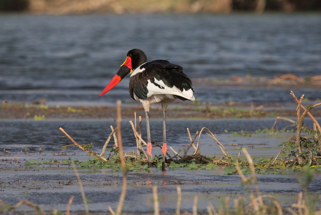 Oiseau Parc Kafue