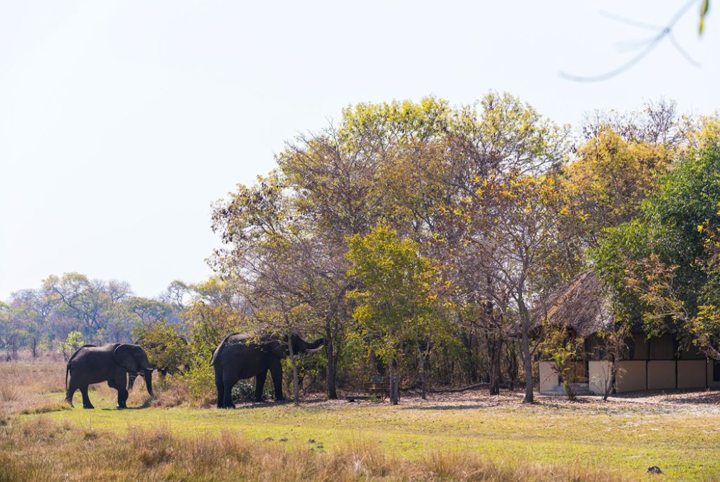 Elephant Nanzhila Plains Camp