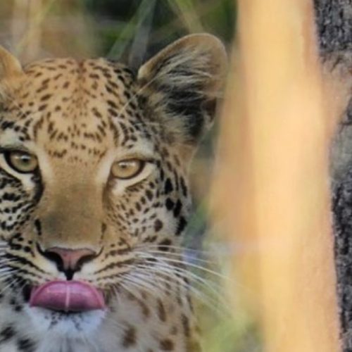 Namibie Okavango Botswana
