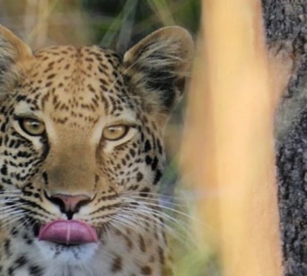 Namibie Okavango Botswana
