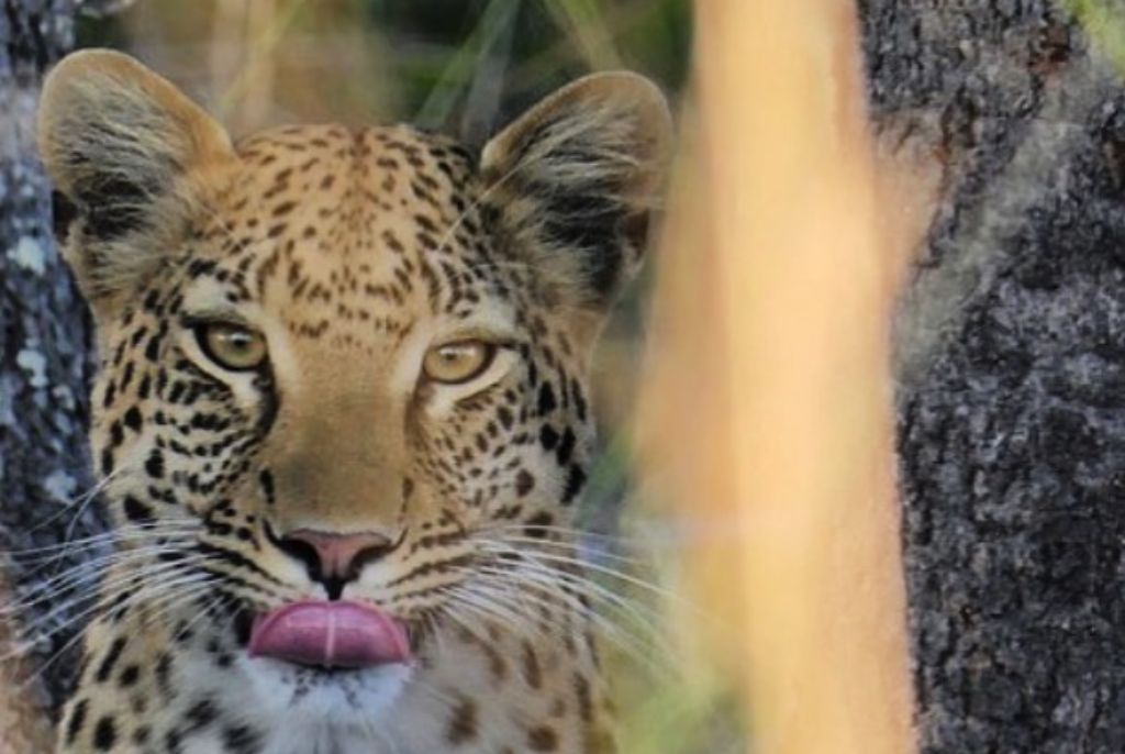 Namibie Okavango Botswana