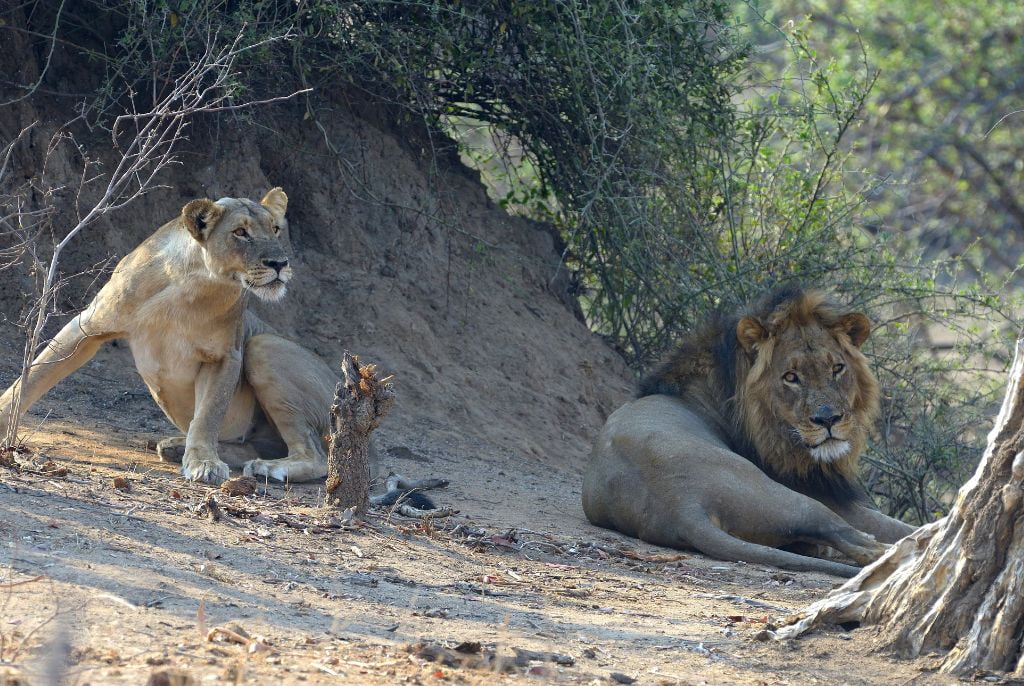 Lion Safari Parc National de Hwange